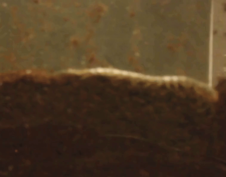 example image